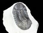 Austerops Trilobite With Nice Eyes #57663-5